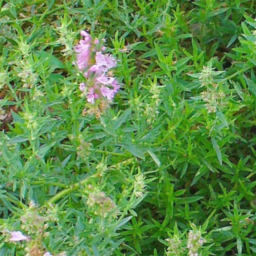 Hyssopus officinalis Roseus (Foliage)