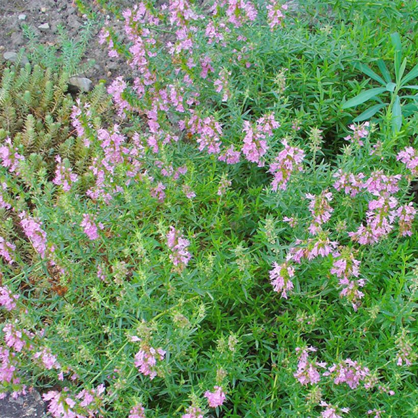 Hyssopus officinalis Roseus (Flowering)