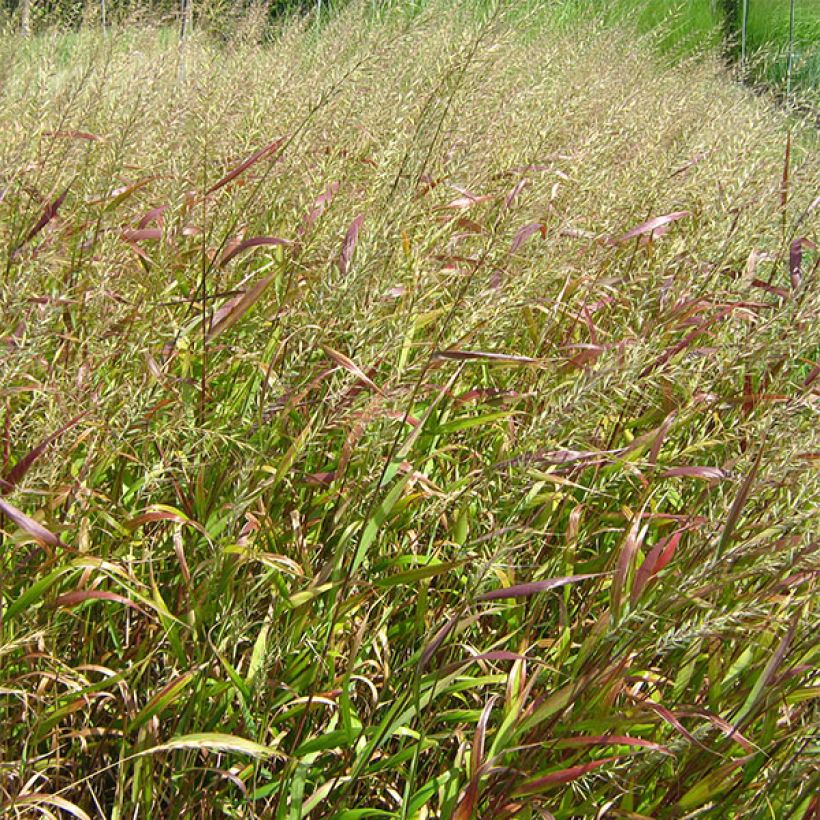 Hystrix patula (Foliage)