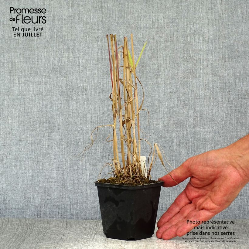 Hystrix patula 8/9 cm pot sample as delivered in summer