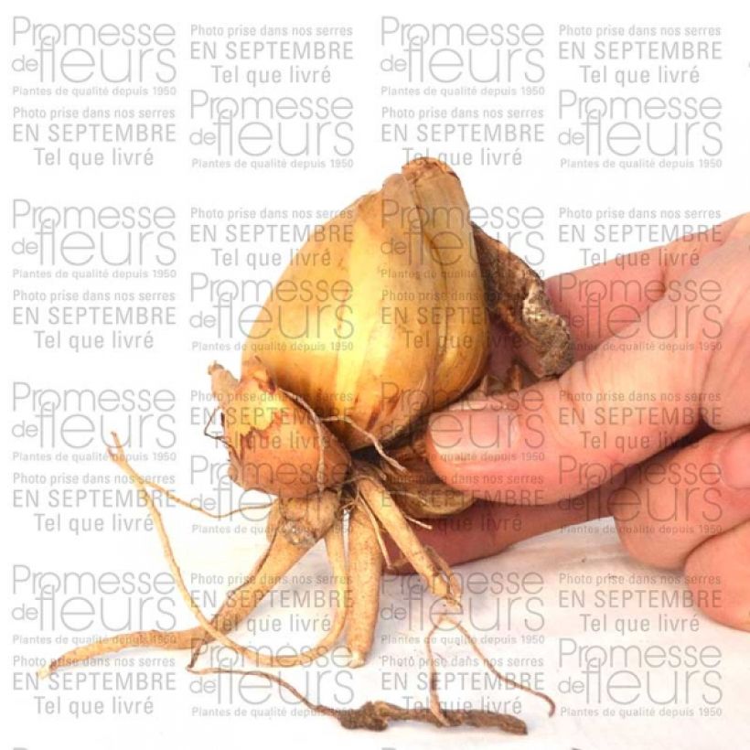 Example of Iris bucharica Bulb size I specimen as delivered