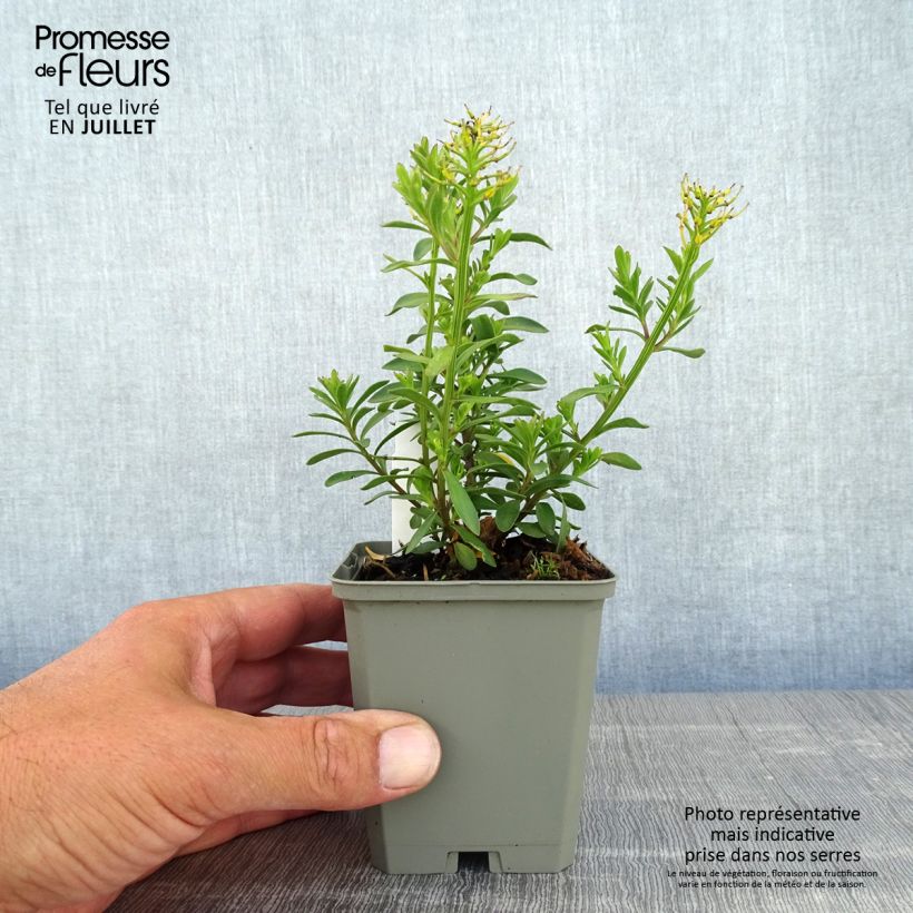 Iberis Absolutely Amethyst 8/9 cm pot sample as delivered in summer