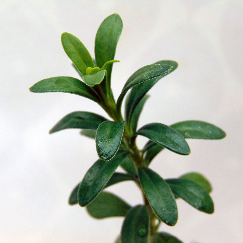 Iberis sempervirens Snowflake (Foliage)