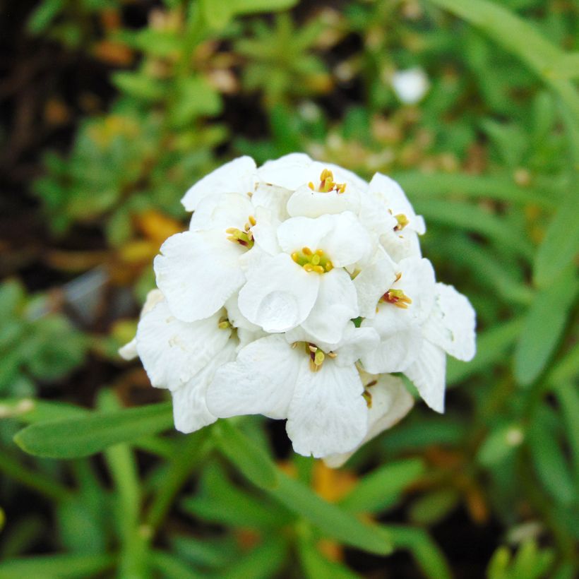 Iberis sempervirens Snowflake (Flowering)