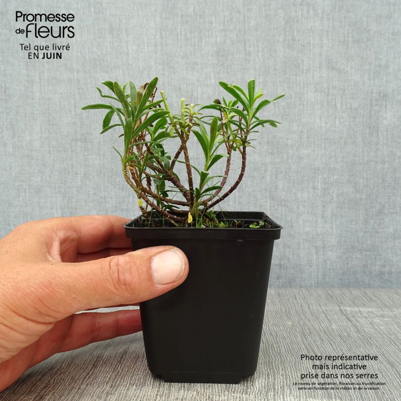 Iberis sempervirens Snowflake 8/9 cm pot sample as delivered in summer