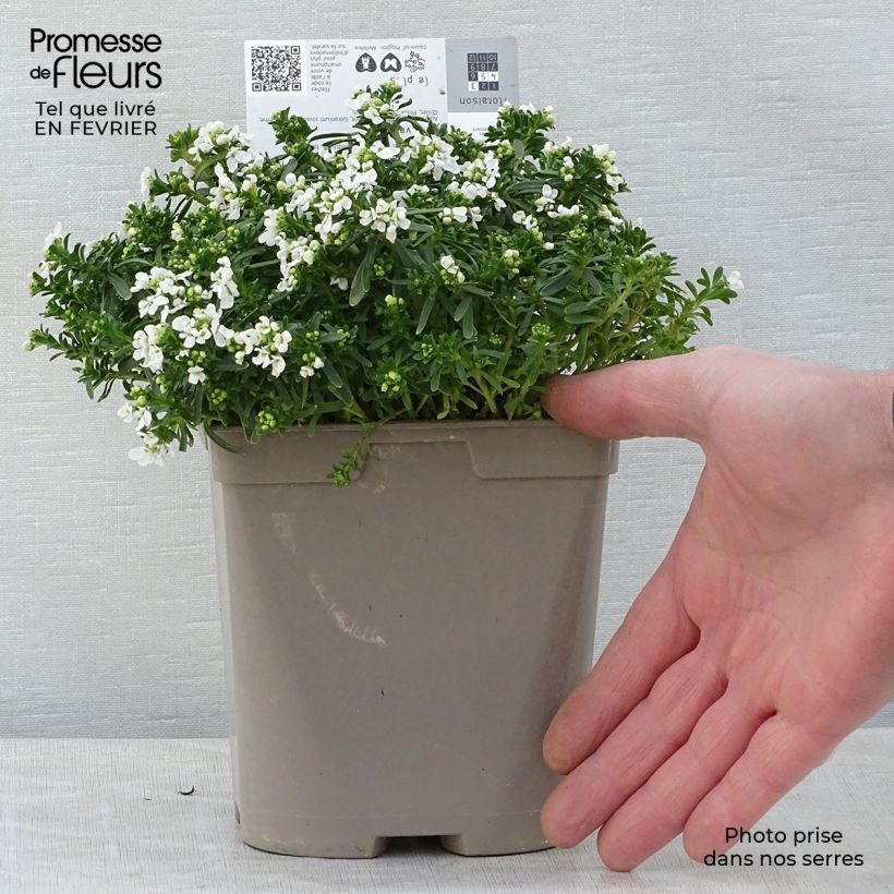Iberis sempervirens Snowflake 2L/3L pot sample as delivered in winter