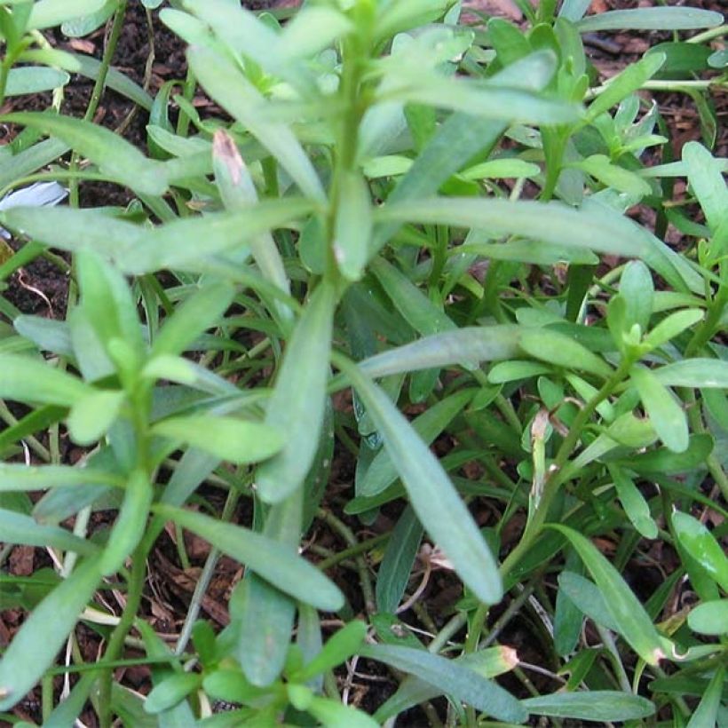 Iberis sempervirens (Foliage)