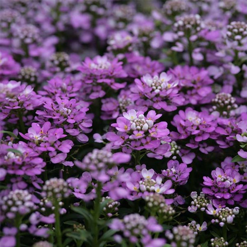 Iberis Absolutely Amethyst (Flowering)