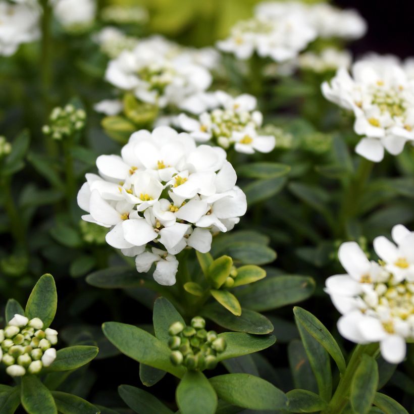 Iberis sempervirens Alexander White (Flowering)