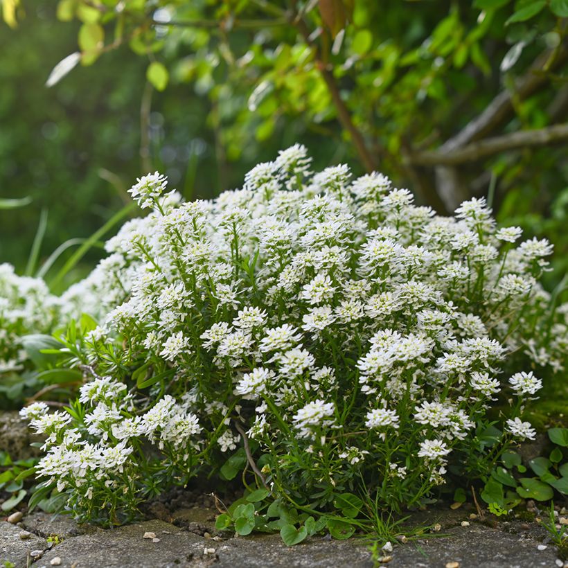 Iberis sempervirens Alexander White (Plant habit)