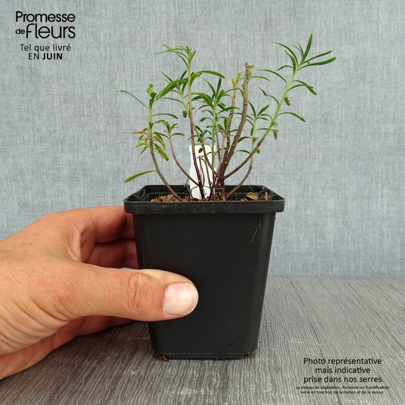 Iberis sempervirens 8/9 cm pot sample as delivered in summer