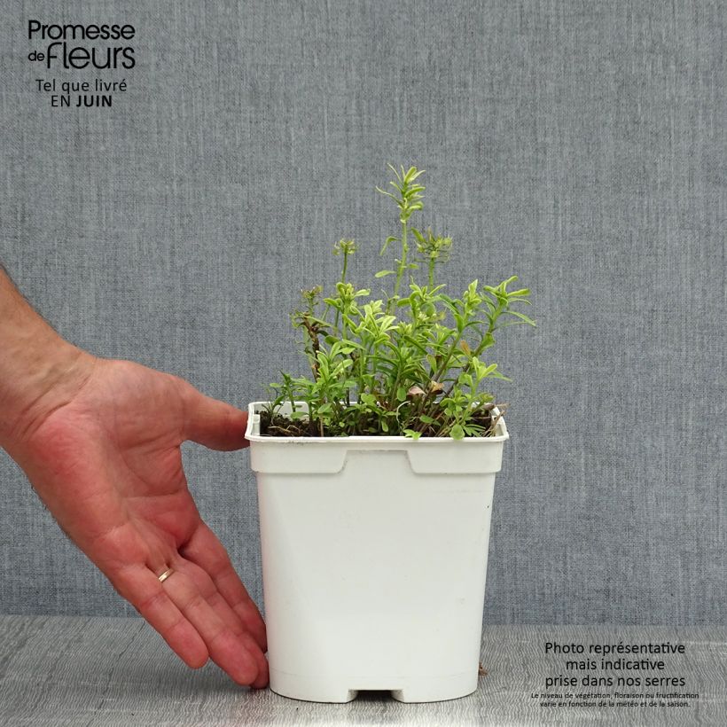 Iberis sempervirens 2L/3L pot sample as delivered in summer