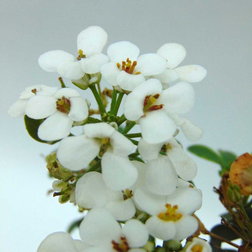 Iberis sempervirens Masterpiece (Flowering)