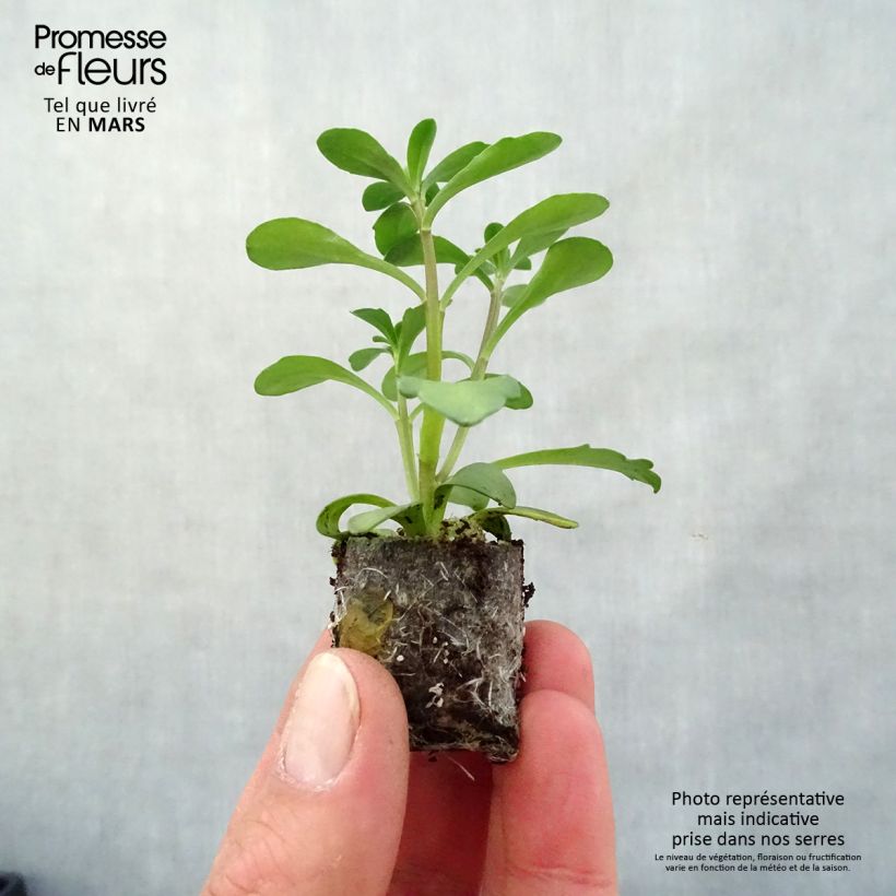 Iberis sempervirens Masterpiece Plug plant 3/4cm sample as delivered in spring