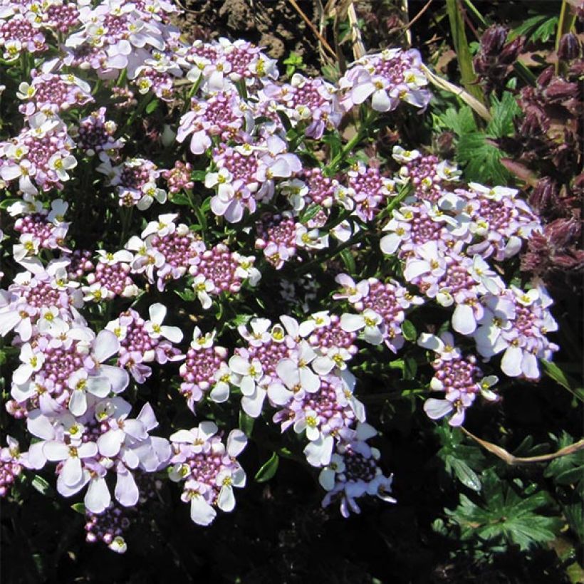 Iberis sempervirens Pink Ice (Flowering)