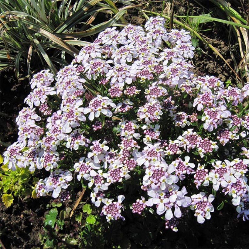 Iberis sempervirens Pink Ice (Plant habit)