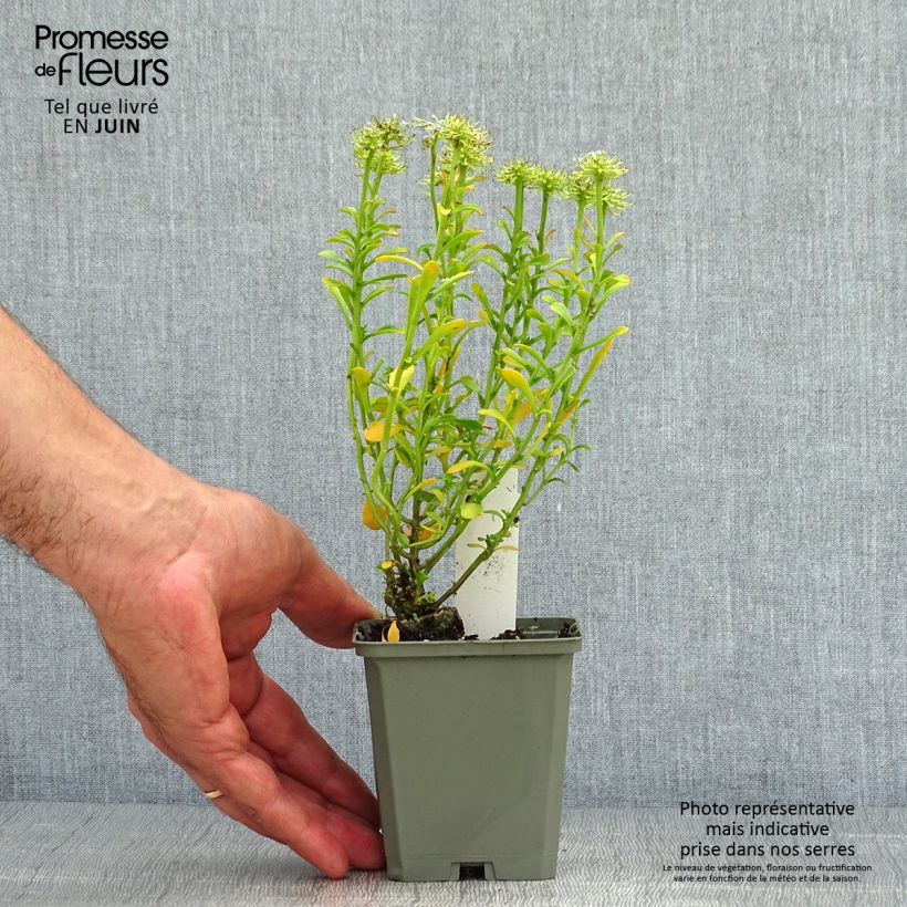 Iberis sempervirens Pink Ice 8/9 cm pot sample as delivered in summer