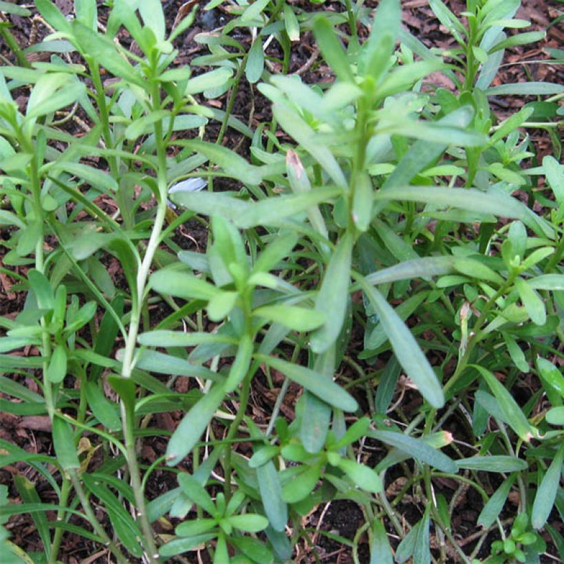 Iberis sempervirens Weisser Zwerg (Foliage)