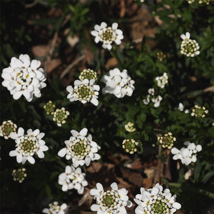 Iberis sempervirens Weisser Zwerg (Flowering)