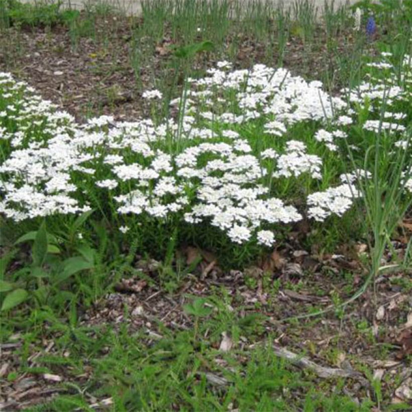 Iberis sempervirens Weisser Zwerg (Plant habit)