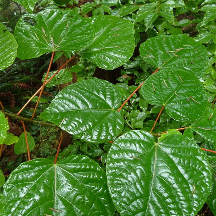 Idesia polycarpa (Foliage)