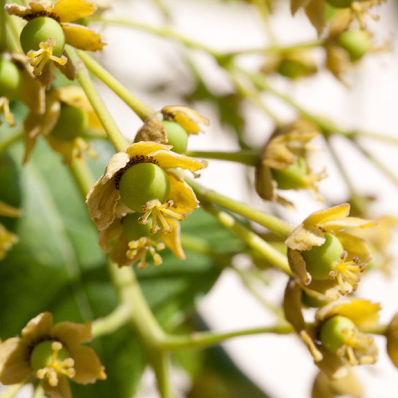 Idesia polycarpa (Flowering)