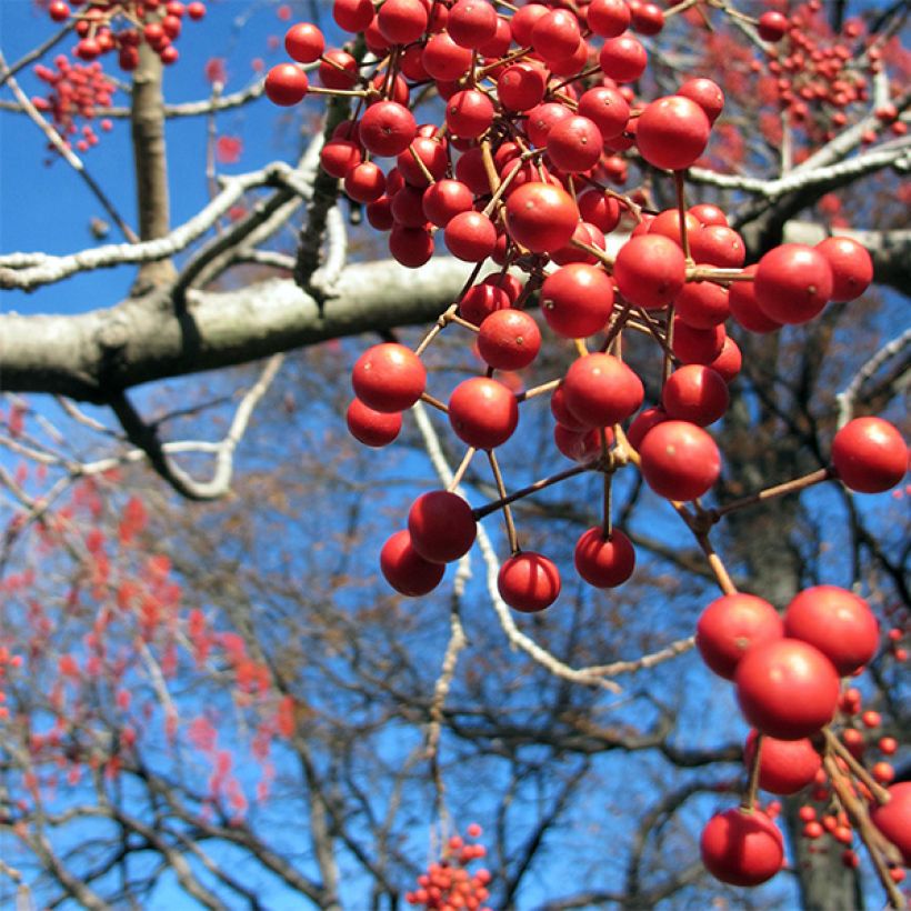 Idesia polycarpa (Harvest)