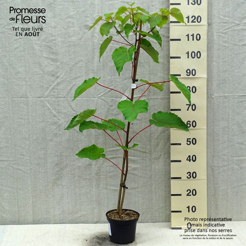 Idesia polycarpa 2L/3L pot sample as delivered in summer