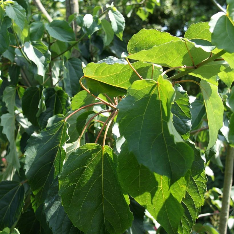 Idesia polycarpa var. vestita (Foliage)