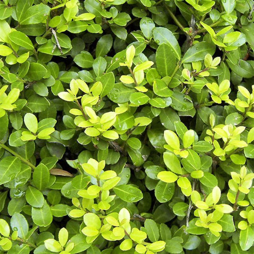 Ilex crenata Blondie - Japanese Holly (Foliage)