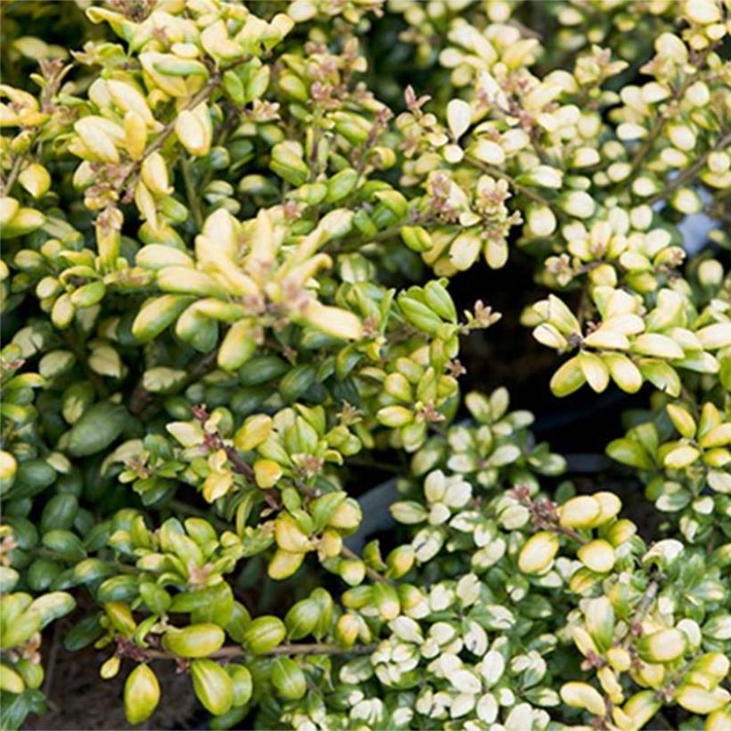 Ilex crenata Convexed Gold - Japanese Holly (Foliage)
