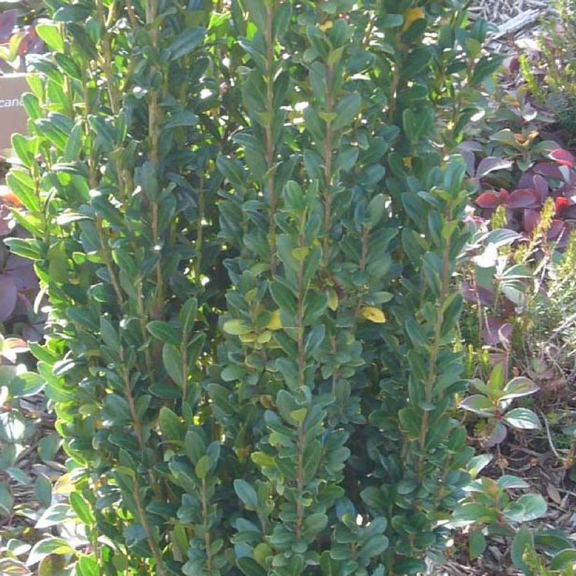 Ilex crenata Fastigiata - Japanese Holly (Foliage)