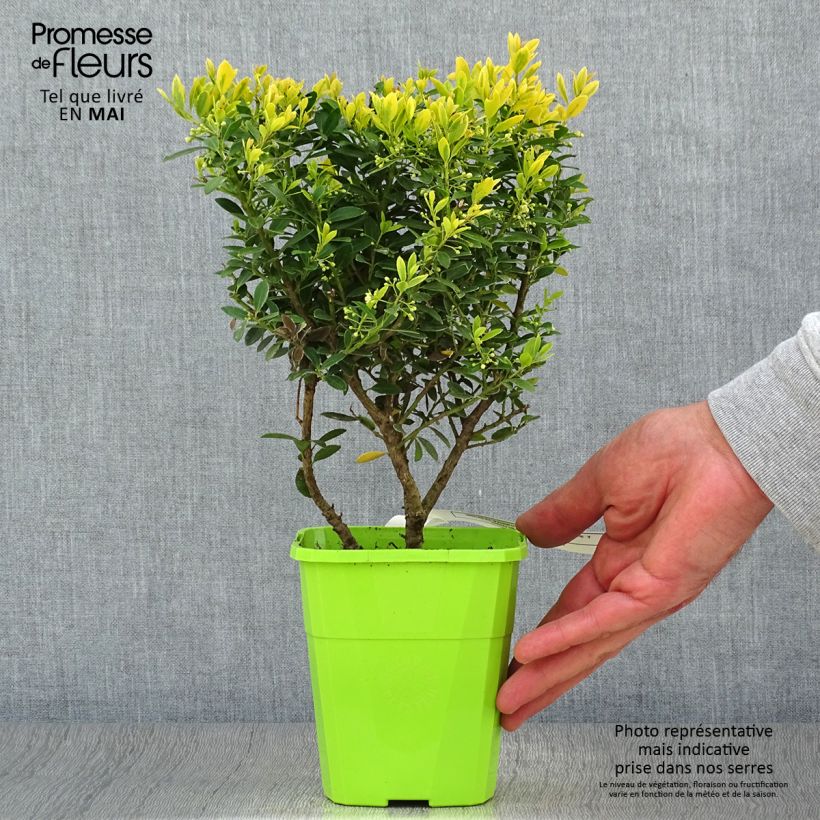 Ilex crenata Lingold Adorne - Japanese Holly 1L/1.5L pot sample as delivered in spring