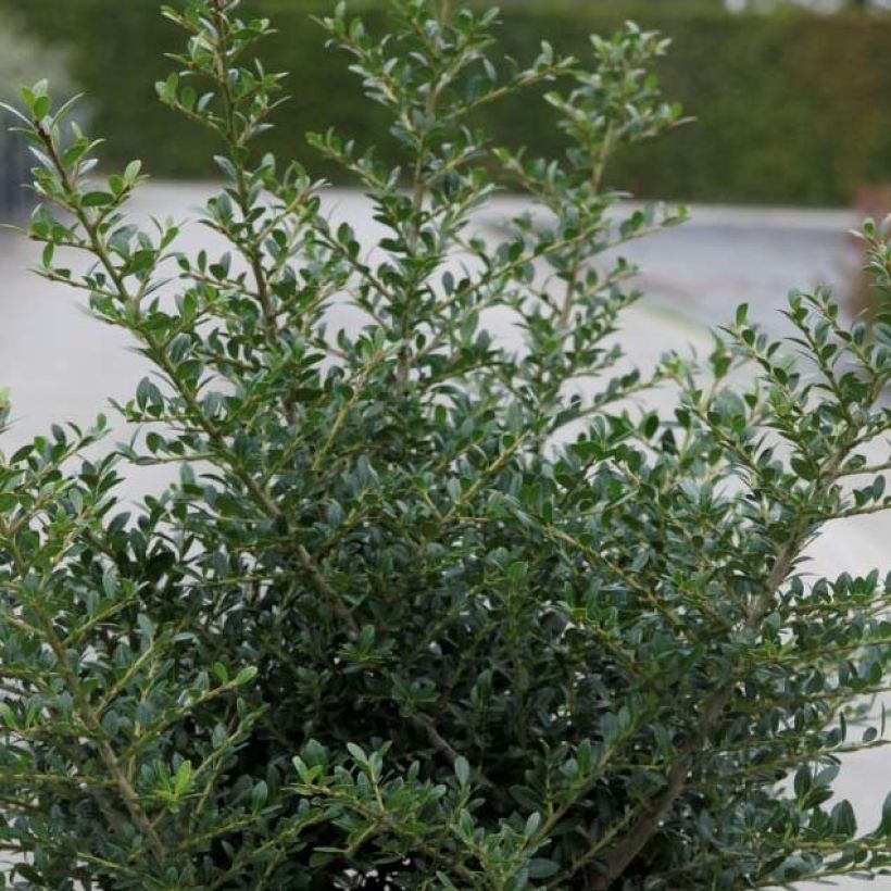 Ilex crenata Stokes - Japanese Holly (Foliage)