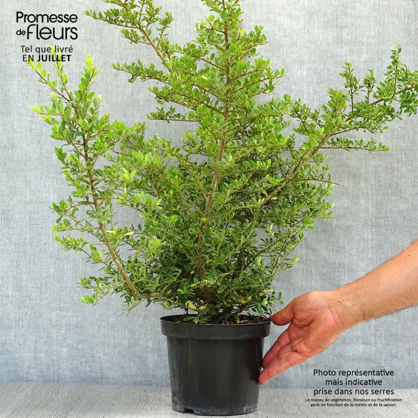Ilex crenata Stokes - Japanese Holly 2L/3L pot sample as delivered in summer