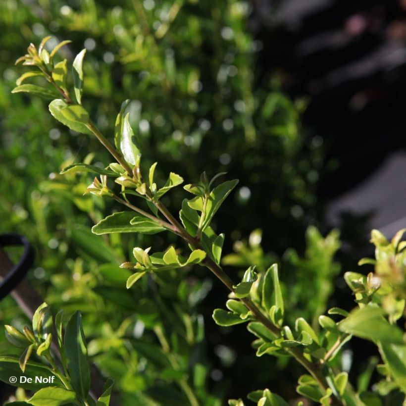 Ilex maximowicziana Kanehirae (Foliage)