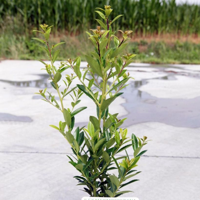 Ilex maximowicziana Kanehirae (Plant habit)