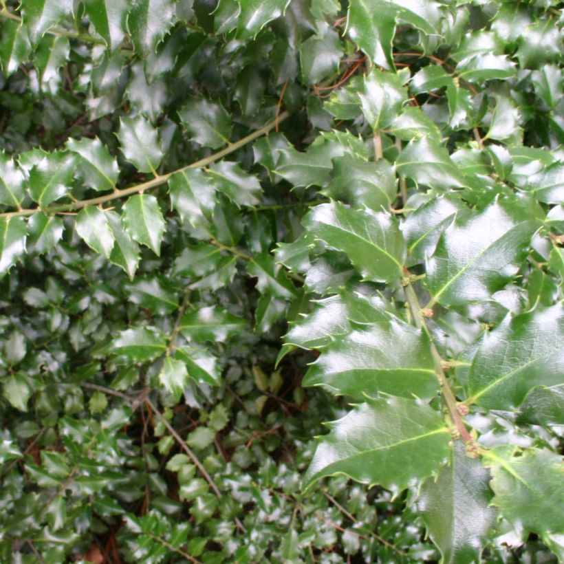 Ilex x meserveae Blue princess - Blue Holly (Foliage)