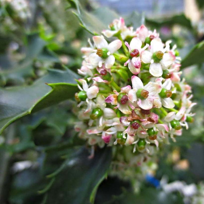 Ilex x meserveae Blue princess - Blue Holly (Flowering)