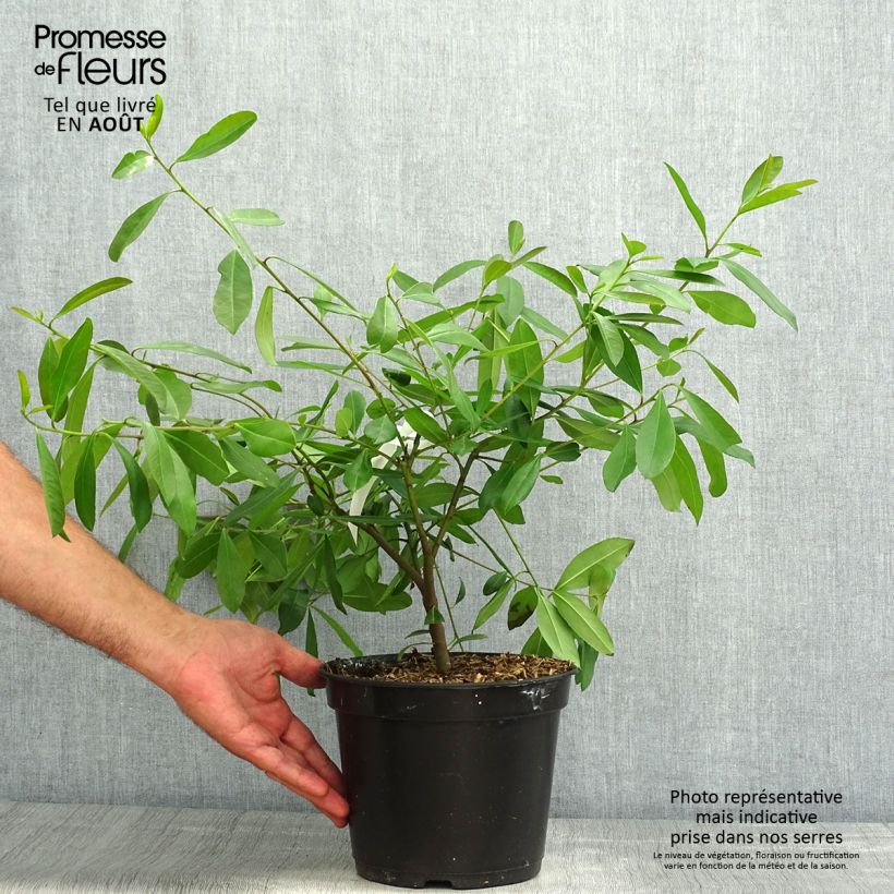 Ilex paraguariensis Garden2cup - Yerba Mate 3L/4L pot sample as delivered in summer