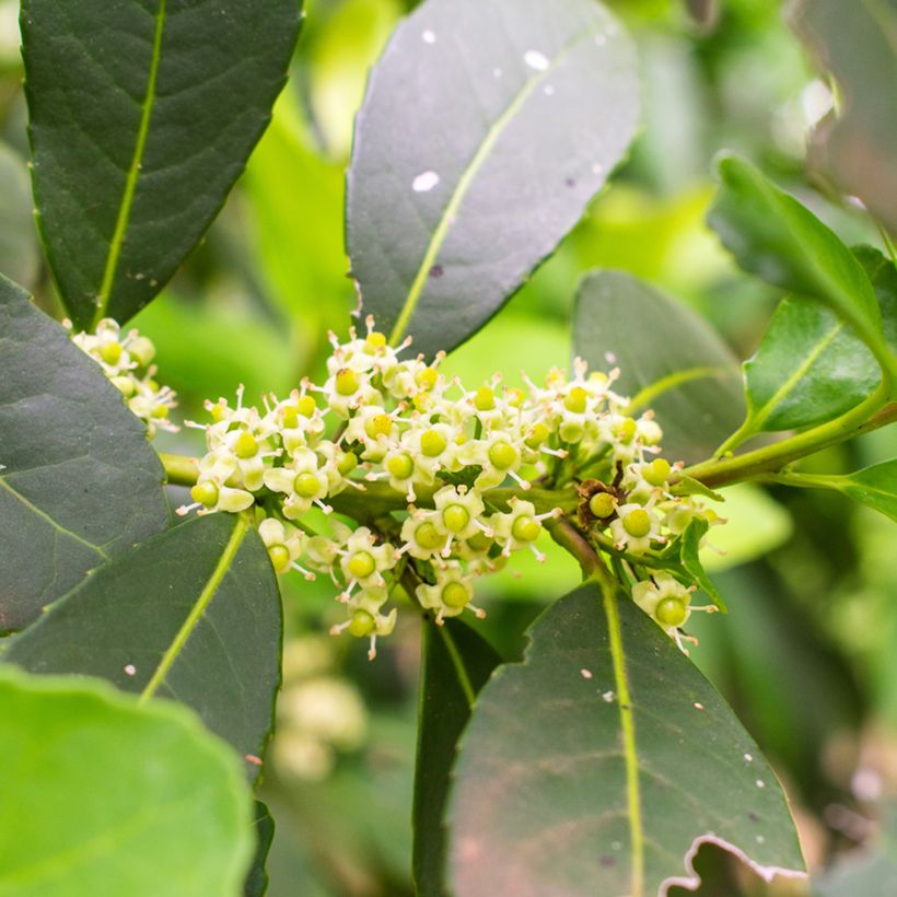 Ilex paraguariensis Garden2cup - Yerba Mate (Flowering)