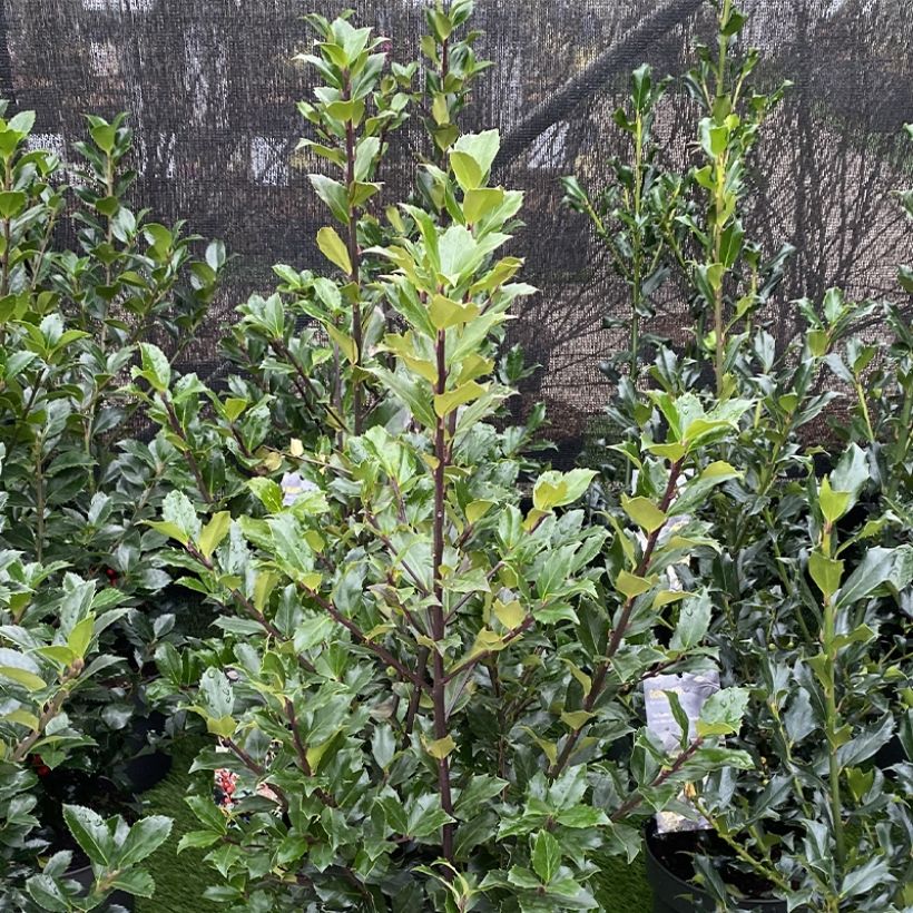 Ilex  meserveae Mesid - Blue Holly (Plant habit)