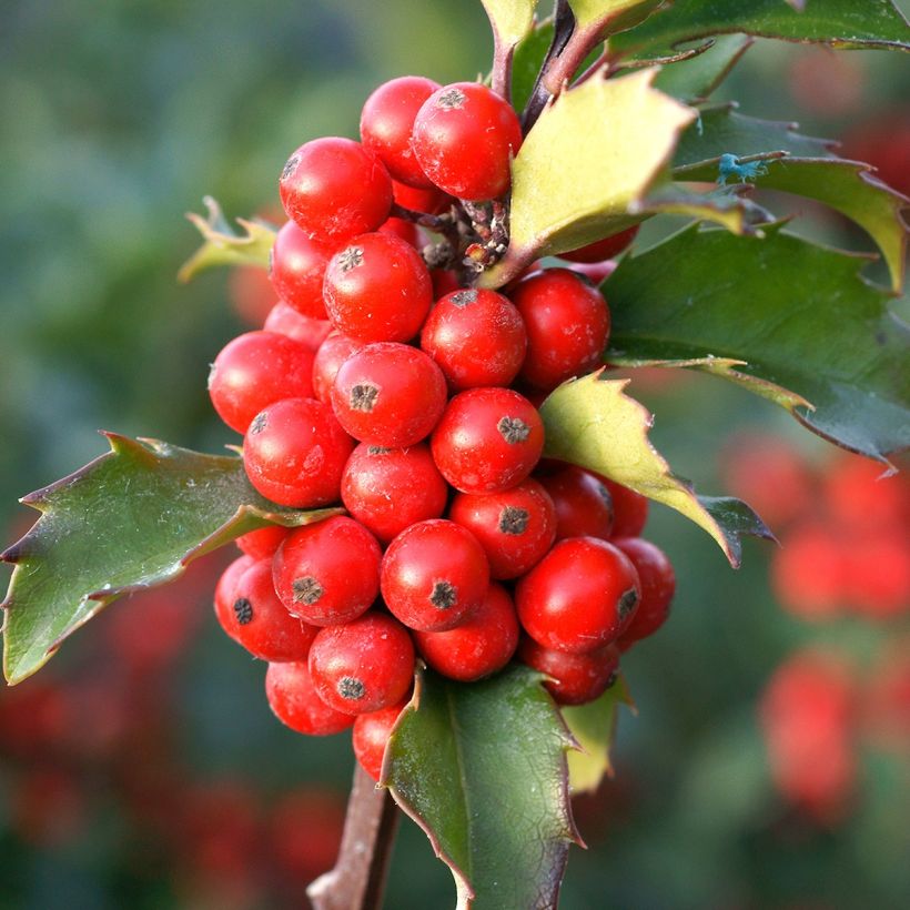 Ilex  meserveae Mesid - Blue Holly (Harvest)