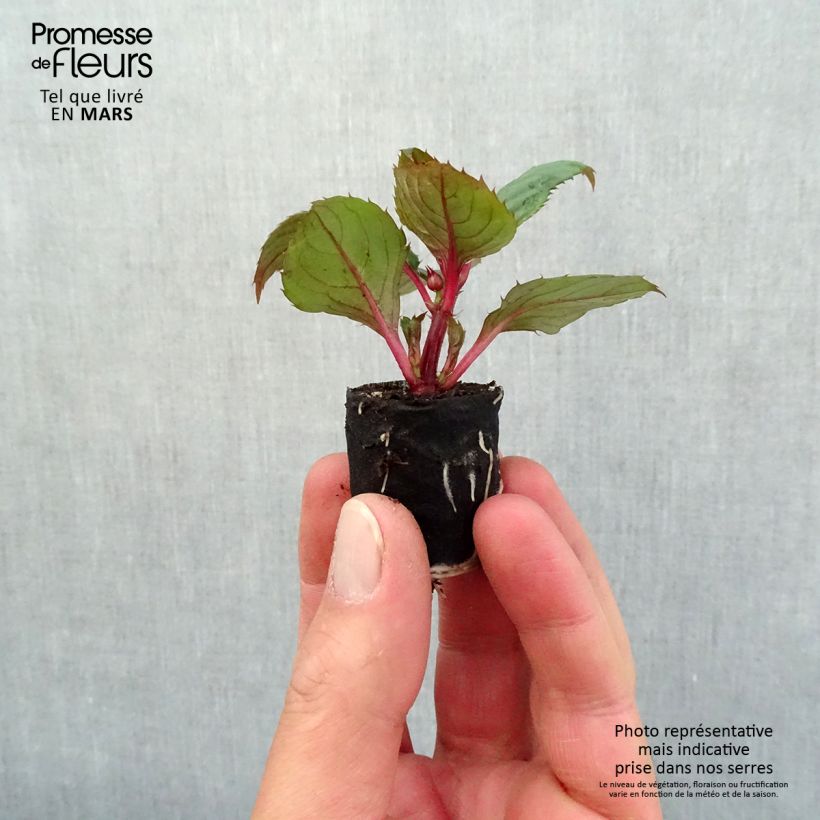 Impatiens Sunpatiens Compact Blush Pink - Busy Lizzie Plug plant 3/4cm sample as delivered in spring