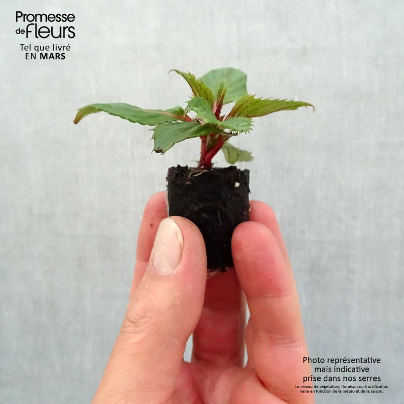 Impatiens Sunpatiens Compact Hot Coral - Busy Lizzie Plug plant 3/4cm sample as delivered in spring