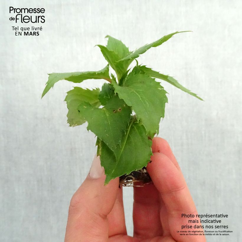 Impatiens Sunpatiens Compact Hot Lilac - Busy Lizzie Plug plant 3/4cm sample as delivered in spring