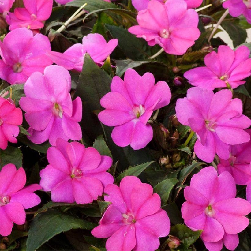 Impatiens Sunpatiens Compact Hot Lilac - Busy Lizzie (Flowering)