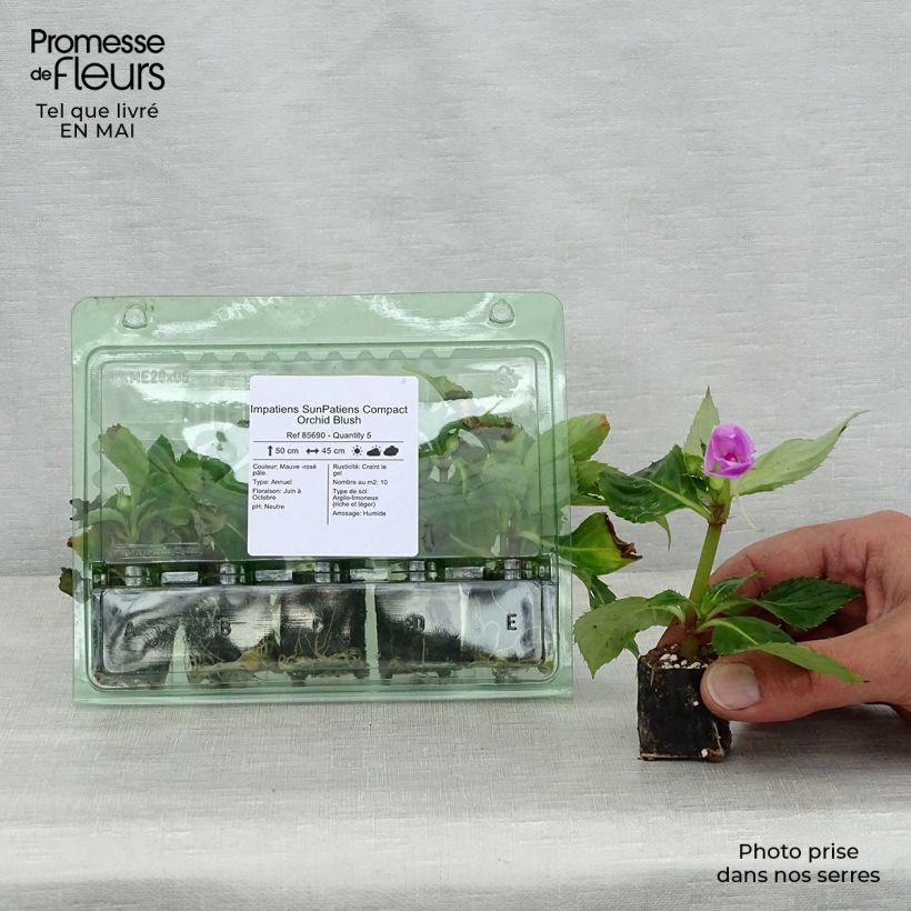 Impatiens Sunpatiens Compact Orchid Blush - Busy Lizzie Plug plant 3/4cm sample as delivered in spring