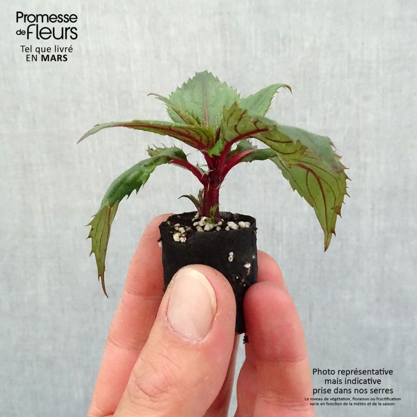 Impatiens SunPatiens Compact Purple Plug plant 3/4cm sample as delivered in spring