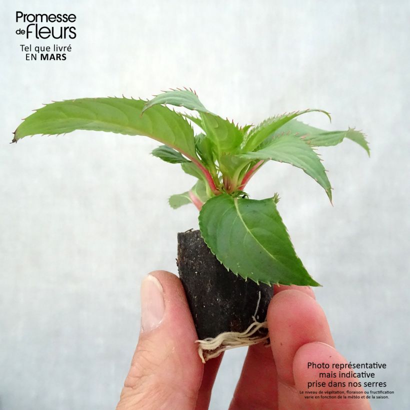 Impatiens SunPatiens Compact Red Plug plant 3/4cm sample as delivered in spring